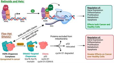 SHetA2 Attack on Mortalin and Colleagues in Cancer Therapy and Prevention